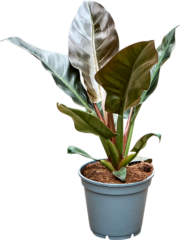 
                  
                    Philodendron Imperial Red
                  
                
