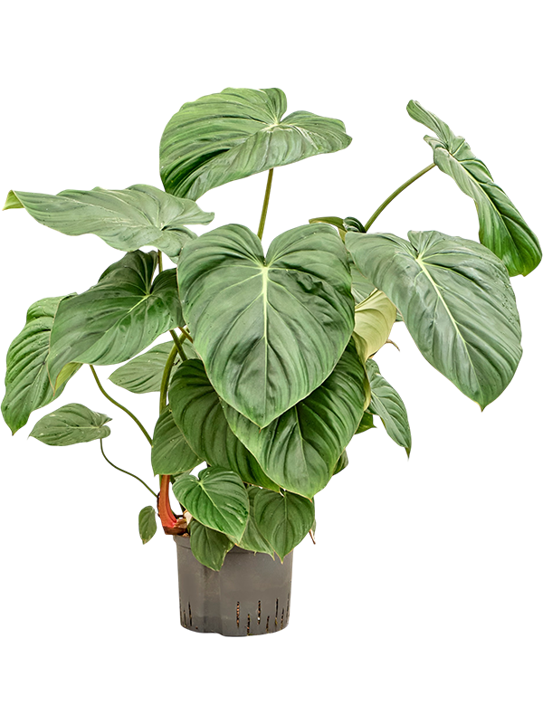 
                  
                    Philodendron Mc Dowell
                  
                