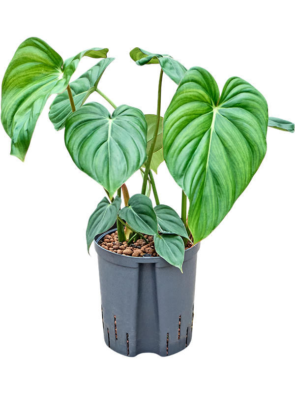 
                  
                    Philodendron Mc Dowell
                  
                
