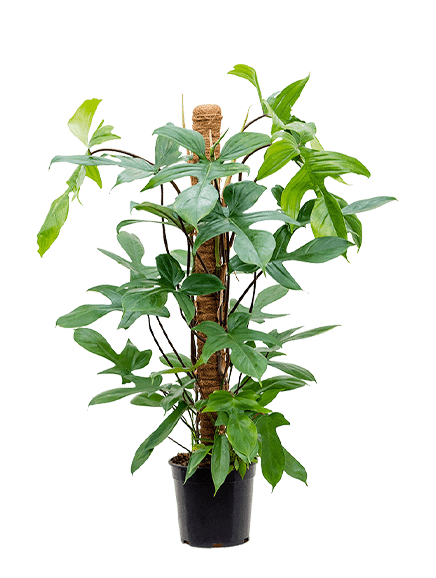 Philodendron pedatum