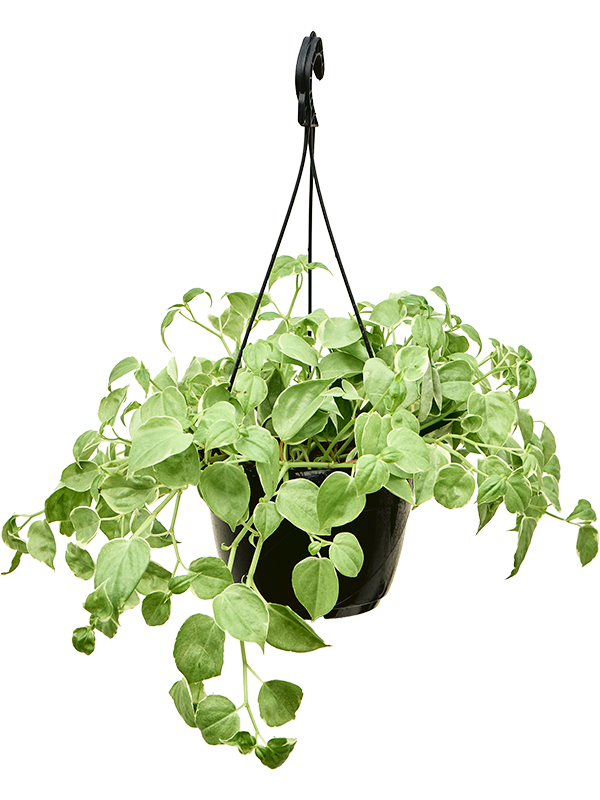 Philodendron scandens Variegata