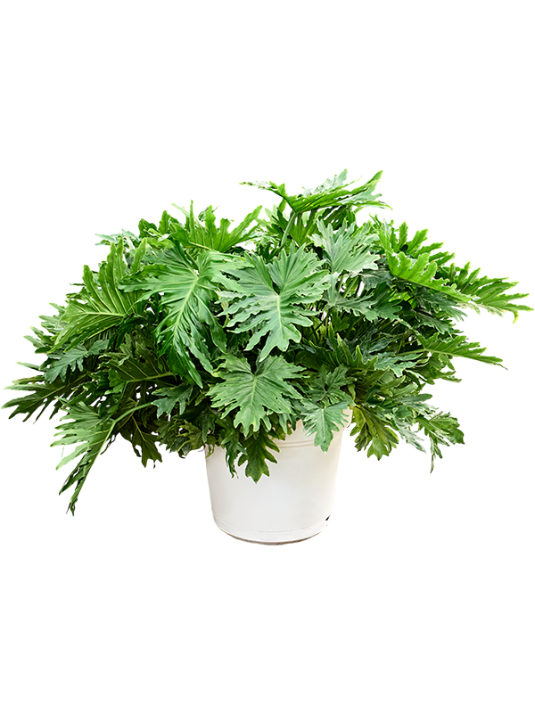 
                  
                    Philodendron Selloum
                  
                