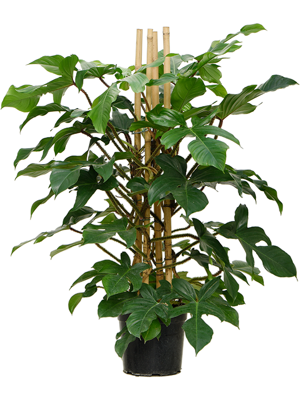 
                  
                    Philodendron squamiferum
                  
                