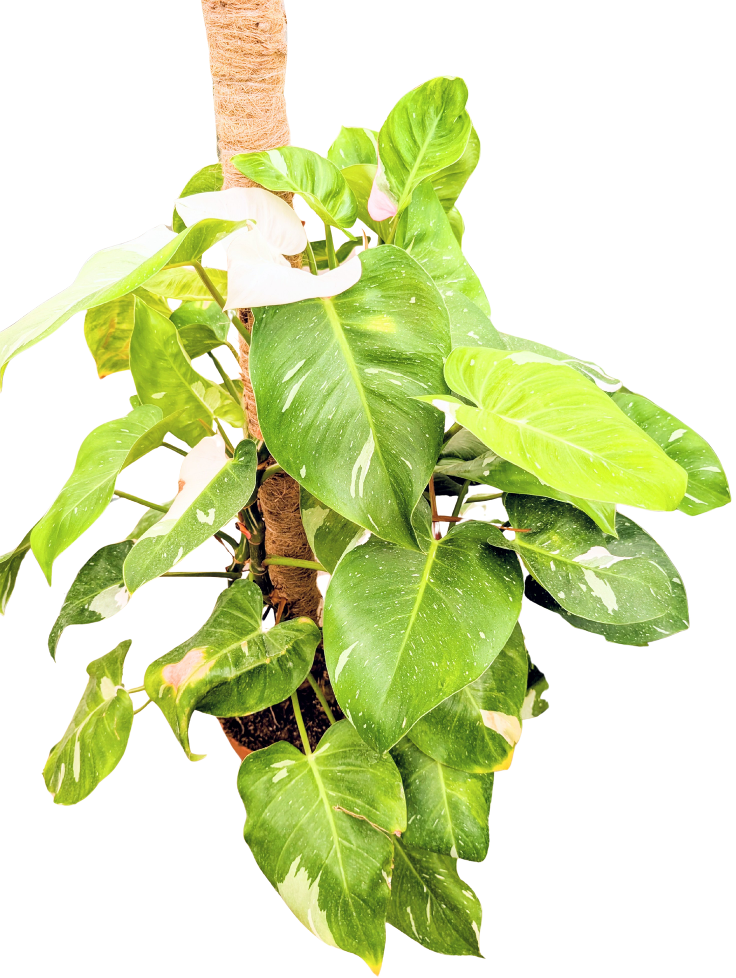 
                  
                    Philodendron White Princess
                  
                