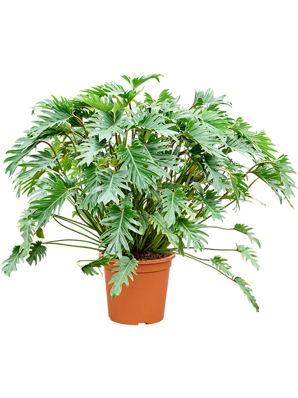 
                  
                    Philodendron Xanadu
                  
                