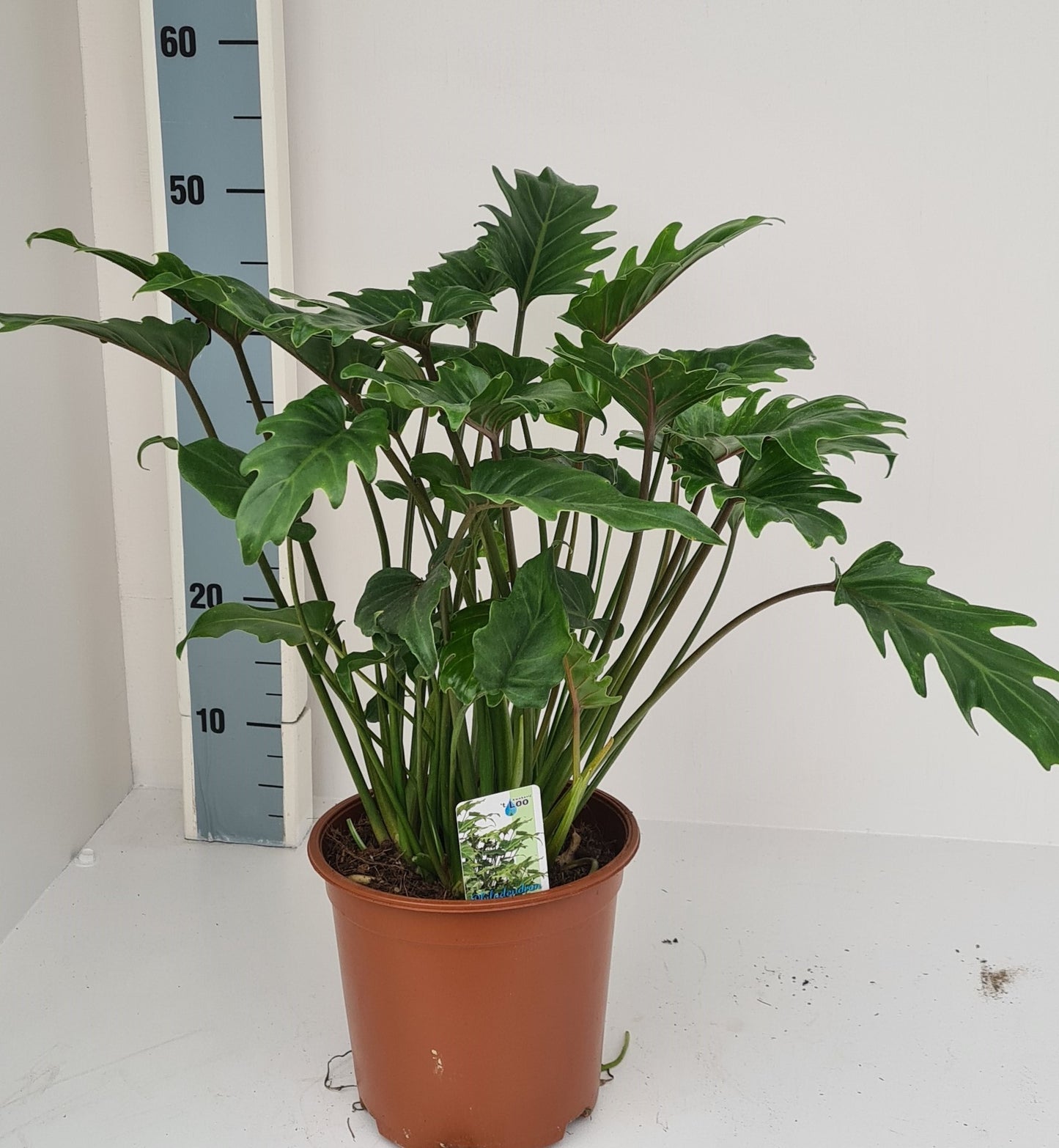 
                  
                    Philodendron Xanadu
                  
                