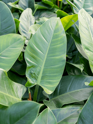 
                  
                    Philodendron `Imperial Green' en Capi
                  
                