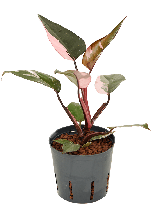 
                  
                    Philodendron Pink Princess
                  
                