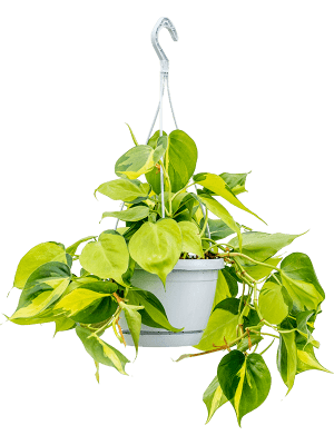 
                  
                    Philodendron scandens 'Brasil' (retombant)
                  
                