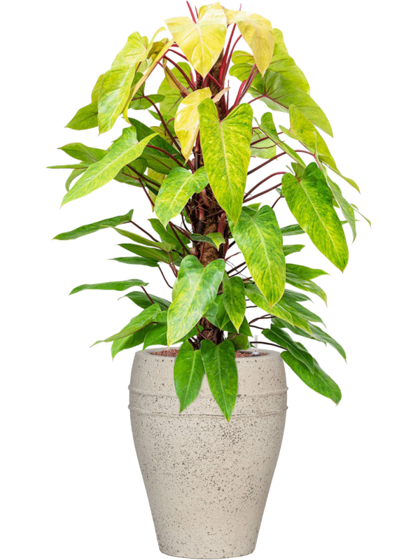 Philodendron