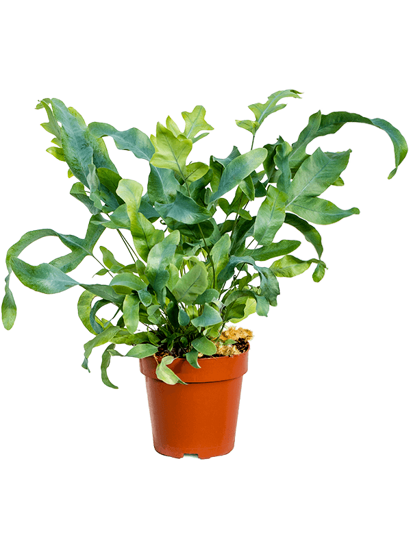 
                  
                    Phlebodium aureum Blue Star
                  
                