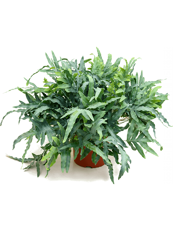 Phlebodium aureum Blue Star