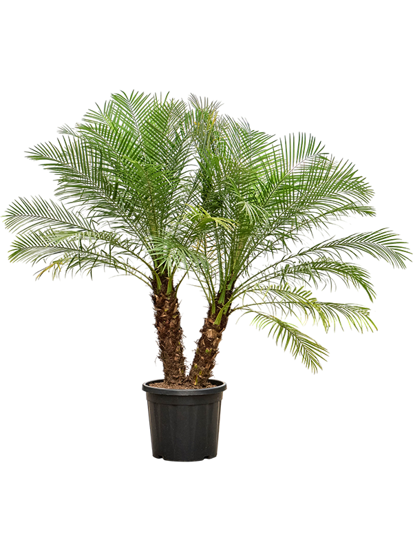
                  
                    Phoenix roebelenii
                  
                