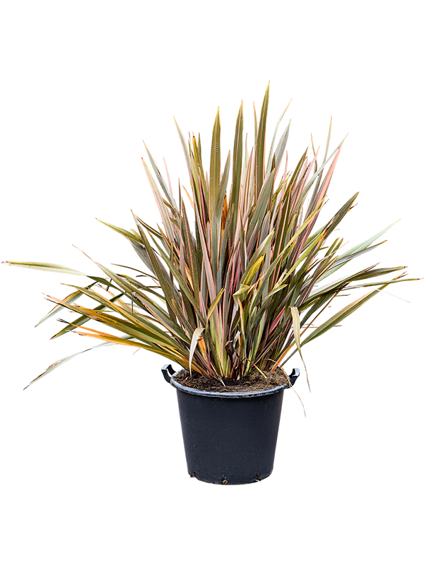 
                  
                    Phormium tenax 'Pink Stripe'
                  
                