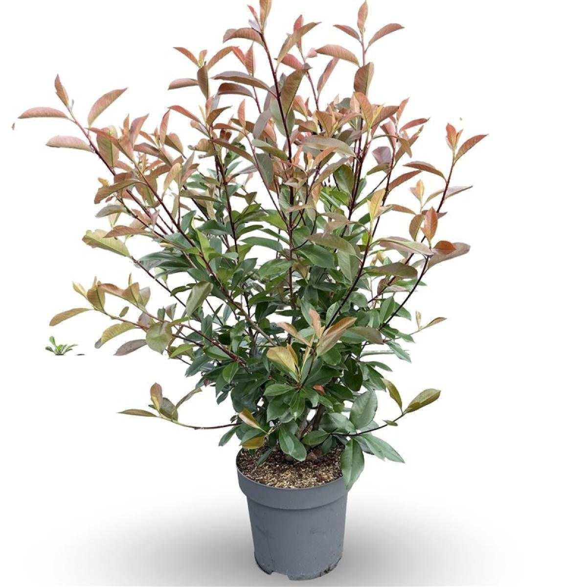 
                  
                    Photinia x fraseri Red Robin
                  
                