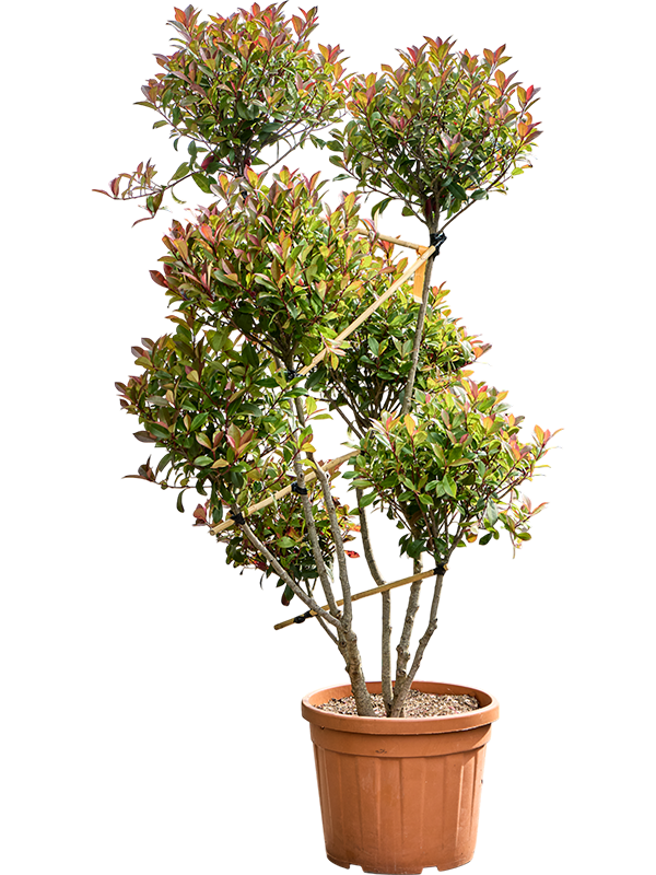 Photinia x fraseri Red Robin'Compacta