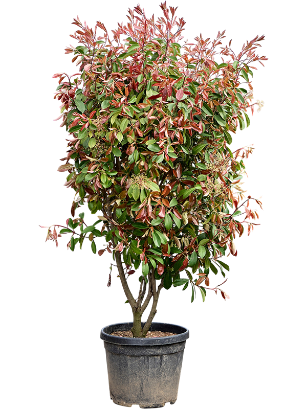 Photinia x fraseri Red Robin