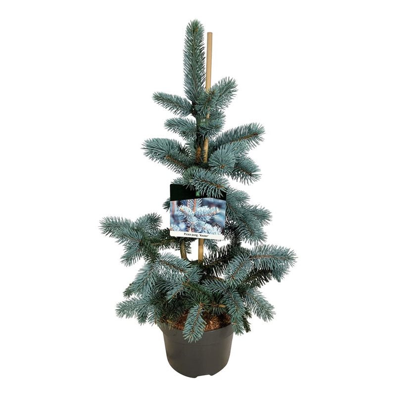Picea pungens Koster sapin Bleu