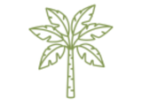 Plantes