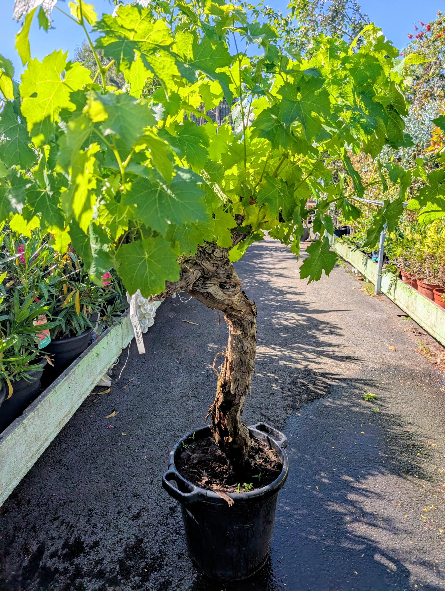 
                  
                    Vitis vinifera
                  
                