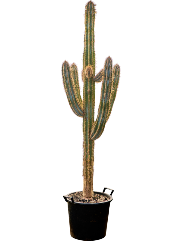 Pilosocereus azureus