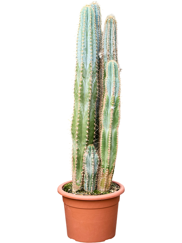 
                  
                    Pilosocereus azureus
                  
                