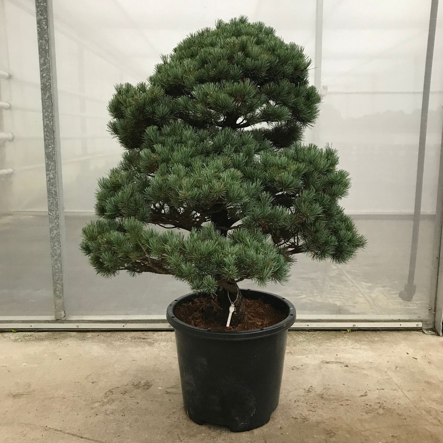 
                  
                    Bonsai Pinus Parviflora
                  
                