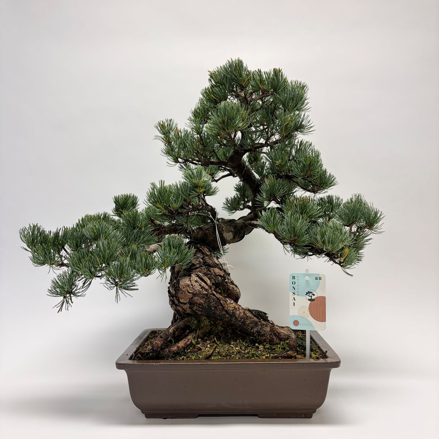 
                  
                    Bonsai Pinus Parviflora
                  
                