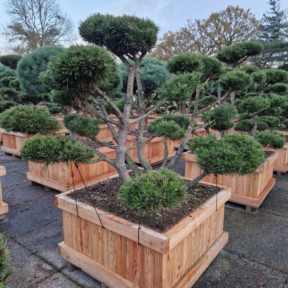 Pinus mugo Gnom Bonsaï