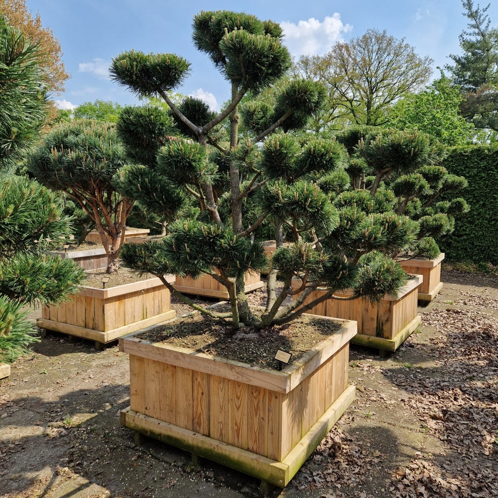 
                  
                    Pinus mugo Gnom Bonsaï
                  
                