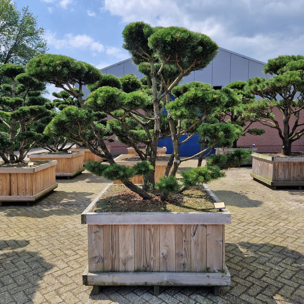 
                  
                    Pinus mugo Gnom Bonsaï
                  
                