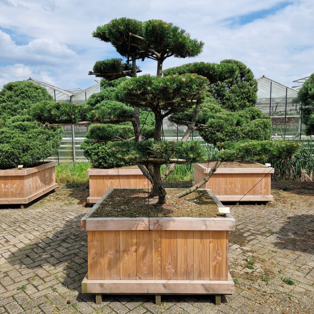Pinus mugo Gnom Bonsaï