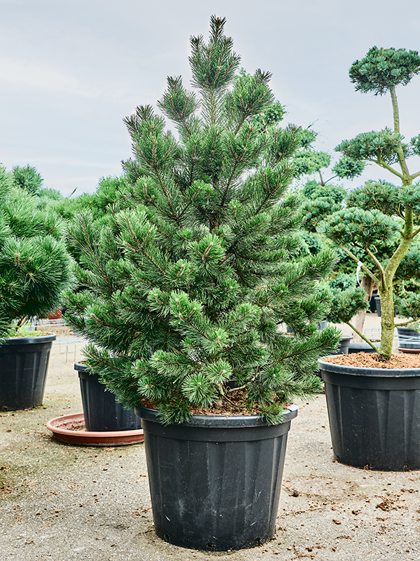 Pinus mugo Gnom