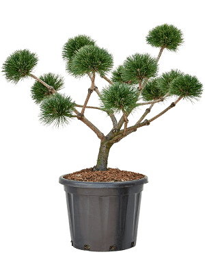 
                  
                    Pinus nigra Brepo
                  
                