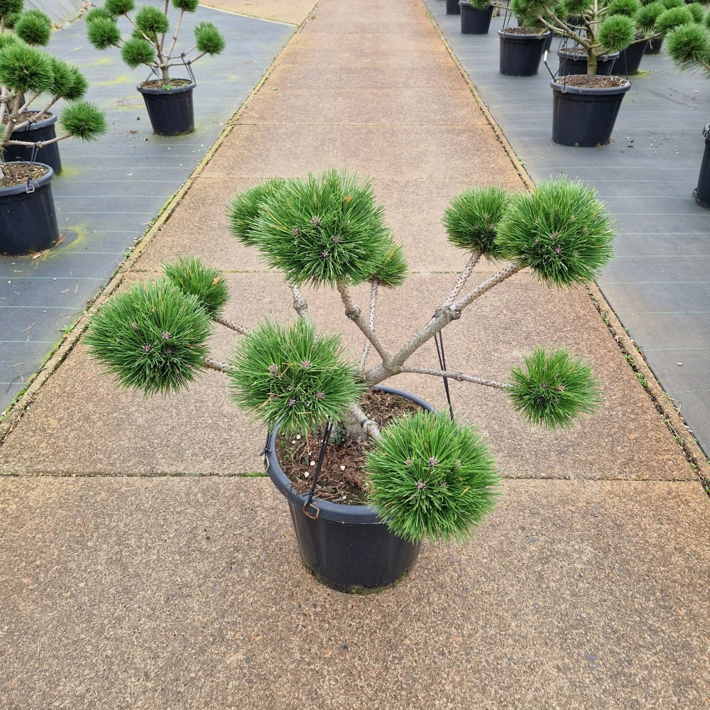 
                  
                    Pinus nigra Brepo
                  
                