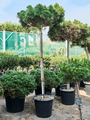 Pinus nigra 'Pierrick Bregeon'