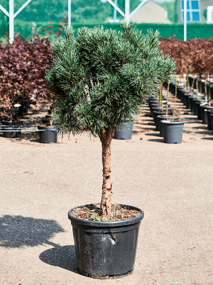 
                  
                    Pinus sylvestris 'Glauca'
                  
                