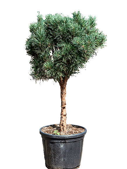 Pinus sylvestris 'Glauca'