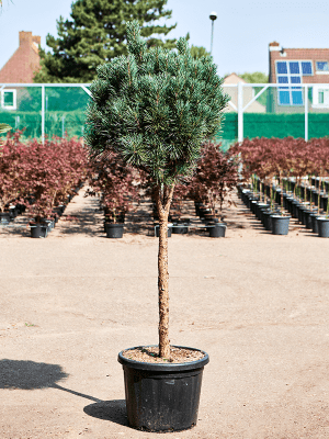 
                  
                    Pinus sylvestris 'Glauca'
                  
                