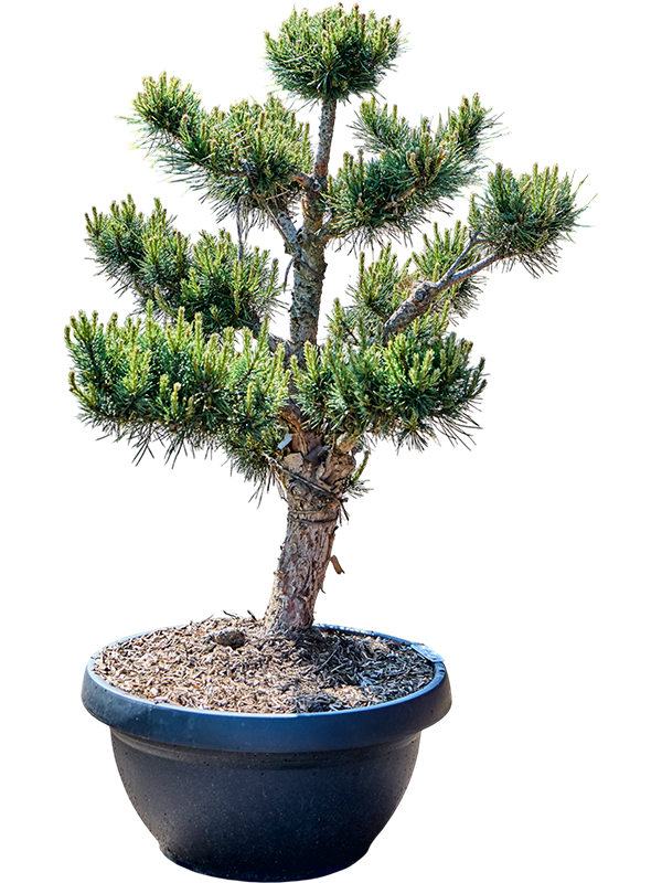 Pinus sylvestris