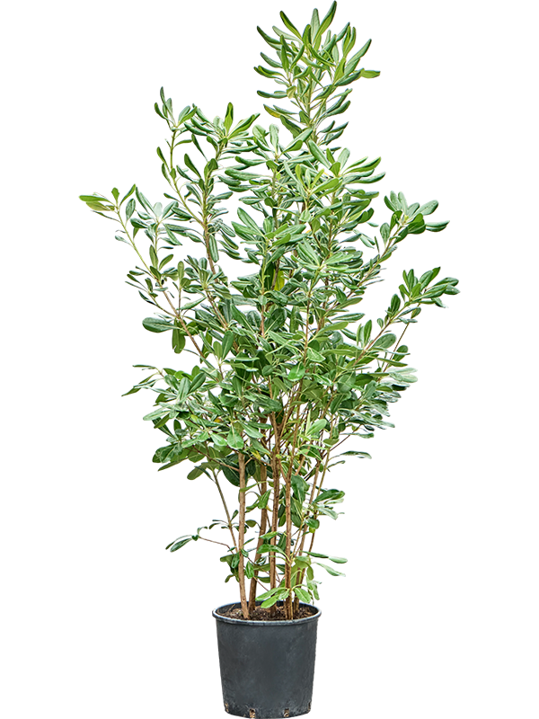 
                  
                    Pittosporum tobira
                  
                