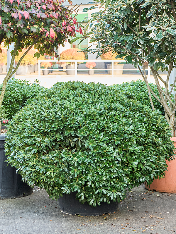 
                  
                    Pittosporum tobira Nana
                  
                