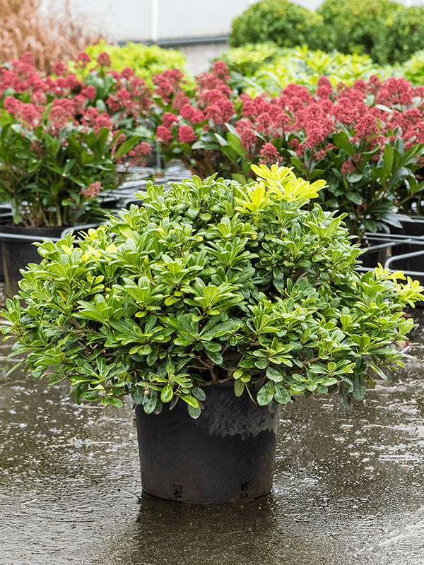 
                  
                    Pittosporum tobira Nana
                  
                
