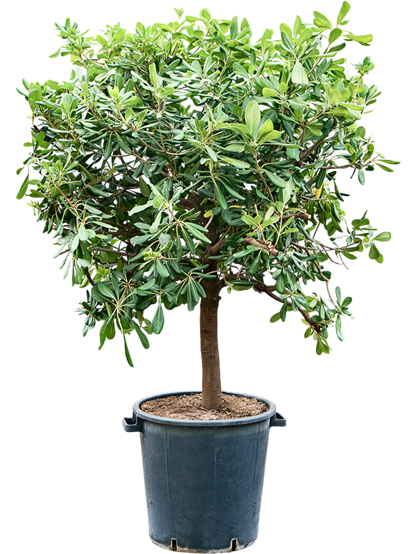 Pittosporum tobira 'Nanum