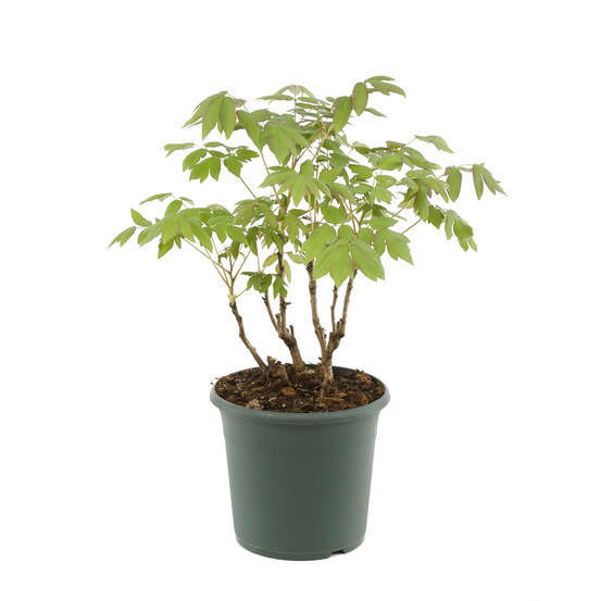 Pivoine arbustive paeonia arborea