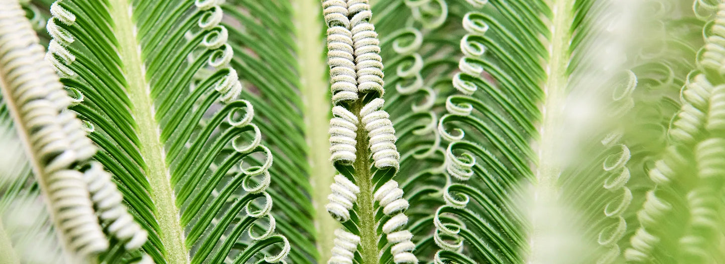 NATURA, Plantes & Aménagements Végétal