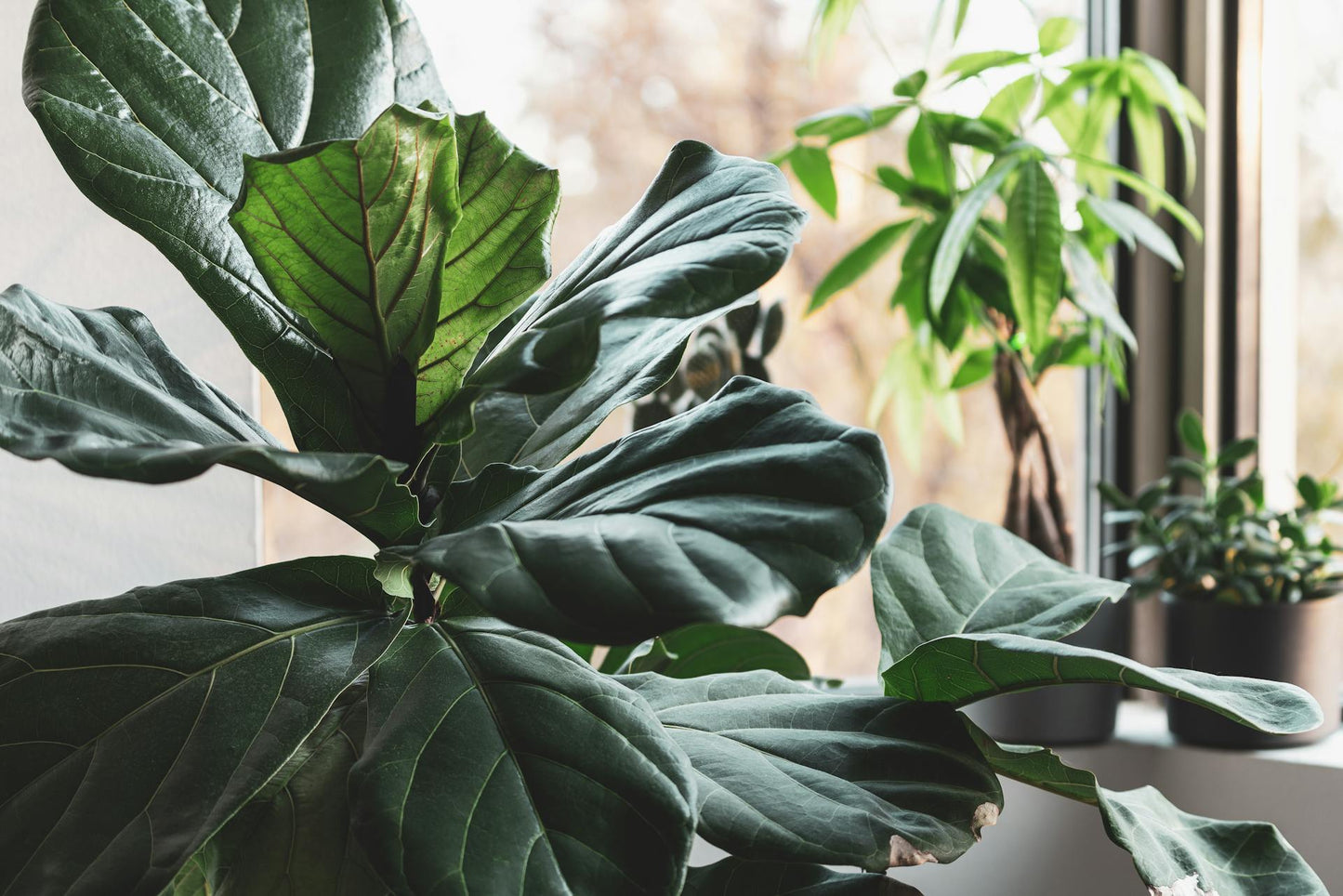 NATURA, Plantes & Aménagements Végétal