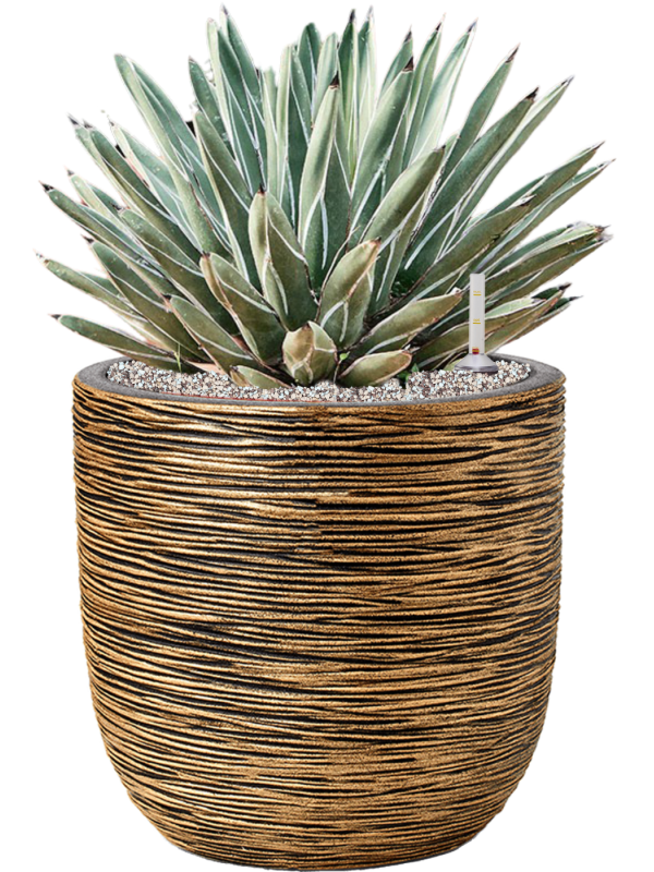 Agave ferdinandi Regis en  Pot Capi Nature Rib