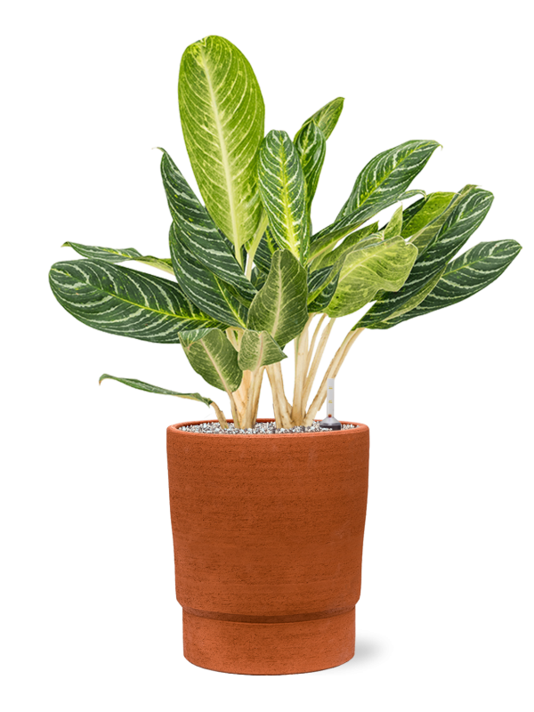 Aglaonema Key Lime en pot Chao