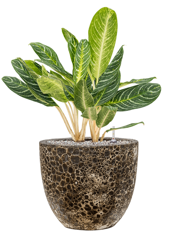 key lime aglaonema Aglaonema Key Lime en pot Baq Lava